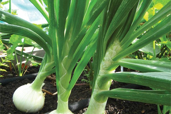 Кракен продает наркотики