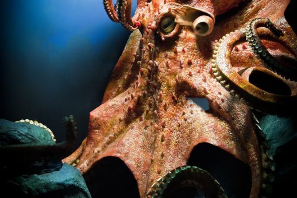 Kraken 18