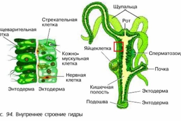 Kraken новая ссылка